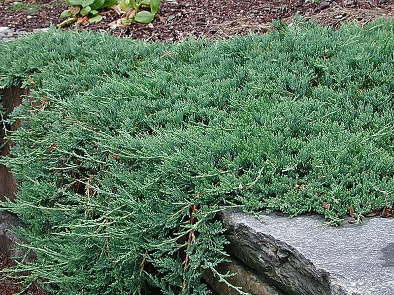 Можжевельник горизонтальный Wiltonii Можжевельник горизонтальный Wiltonii