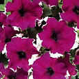 Петуния грандифлора Дримс Бургунди Пикоти