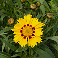 Кореопсис крупноцветковый Домино