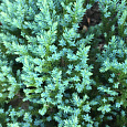 Можжевельник чешуйчатый Little Joanna Можжевельник чешуйчатый Little Joanna