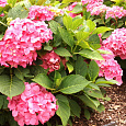 Гортензия крупнолистовая Фриденштейн Гортензия крупнолистовая Фриденштейн