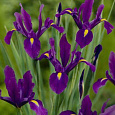 Ирис  Purple Sensation Ирис  Purple Sensation