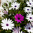 Остеоспермум Пэшн Микс