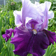 Ирис германский Blue Bird Wine