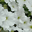 Петуния Белый шар