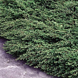 Можжевельник Barton Можжевельник Barton
