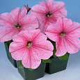 Петуния грандифлора Игл Пастел Пинк
