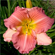 Лилейник гибридный Чайна Брайд