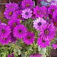 Остеоспермум Пэшн Пинк