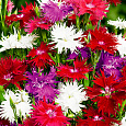Гвоздика пышная Смесь окрасок