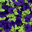 Петуния каскадная Рэмблин Ну Блю