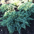 Можжевельник чешуйчатый Little Joanna Можжевельник чешуйчатый Little Joanna