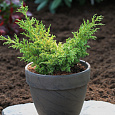 Можжевельник китайский Goldfern