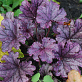 Гейхера  Frosted Violet