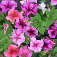 Петуния грандифлора призм Лесные ягоды