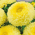 Астра помпонная Желтая
