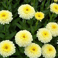 Астра помпонная Желтая