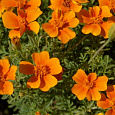 Бархатцы тонколистные Оранжевый самоцвет