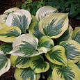 Хоста Гибридная Broadway