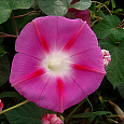 Ипомея Пурпурная вьюнок Розовая звезда