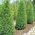 Можжевельник Suecica Можжевельник Suecica