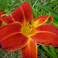 Лилейник гибридный Autumn Red
