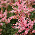 Астильба простолистная Hennie Graafland