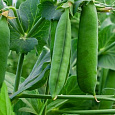Горох лущильный Афилла