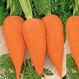 Морковь МО