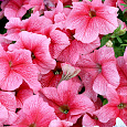 Петуния крупноцветковая Танго Розовая с красными жилками