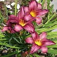 Лилейник гибридный Purple Bicolor