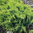 Можжевельник виргинский Голден Спринг Можжевельник виргинский Голден Спринг