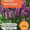 Лиатрис колосковый