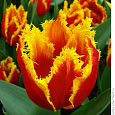 Тюльпан бахромчатый Палмарес