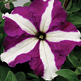 Петуния грандифлора Тритуния Парпл Стар