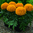 Бархатцы прямостоячие Антигуа Оранж