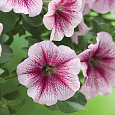 Петуния ампельная Опера Распберри Айс