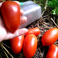 Томат Челнок