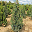 Можжевельник Suecica Можжевельник Suecica