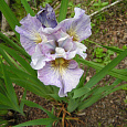 Ирис сибирский Careless sally