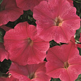 Петуния каскадная Рэмблин Неон Роуз