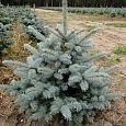 Ель колючая Супер Блю