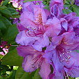 Рододендрон гибридный Лиз Дак Пёпл