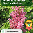 Астильба китайская Stand and Deliver