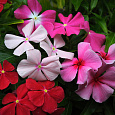 Катарантус розовый Смесь окрасок