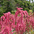Астильба Тунберга Страуссенфедер