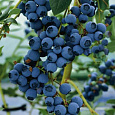 Голубика высокорослая Блюрей Голубика высокорослая Блюрей