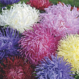 Астра коготковая Смесь окрасок