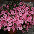 Петуния каскадная Рэмблин Пич Глоу