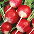 Редис Розово-красный с белым кончиком Редис Розово-красный с белым кончиком